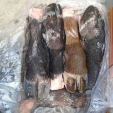 buffalo feet and liver and brain