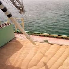 Bulk Cargo Services